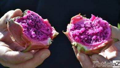 Inscrições para o Natal de Itupeva estão abertas para agricultores