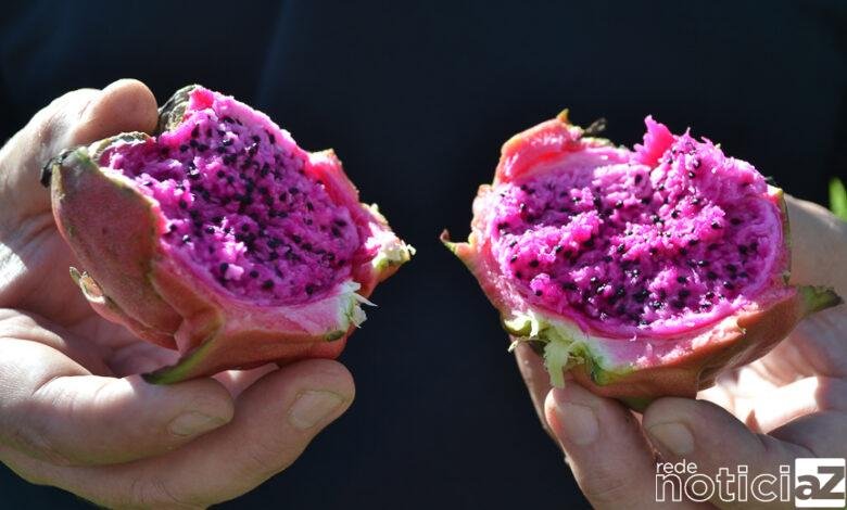 Inscrições para o Natal de Itupeva estão abertas para agricultores