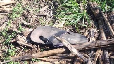 Guarda de Itupeva encontra ossadas de homem em fazenda