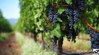 As melhores uvas de Itupeva vão render bons prêmios