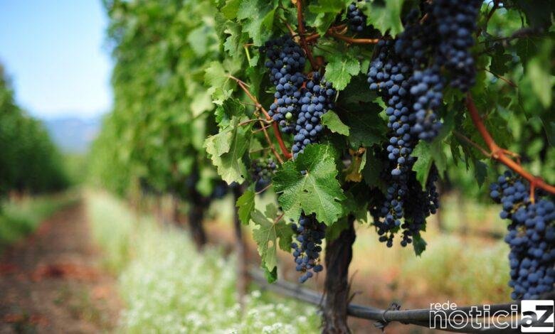 As melhores uvas de Itupeva vão render bons prêmios