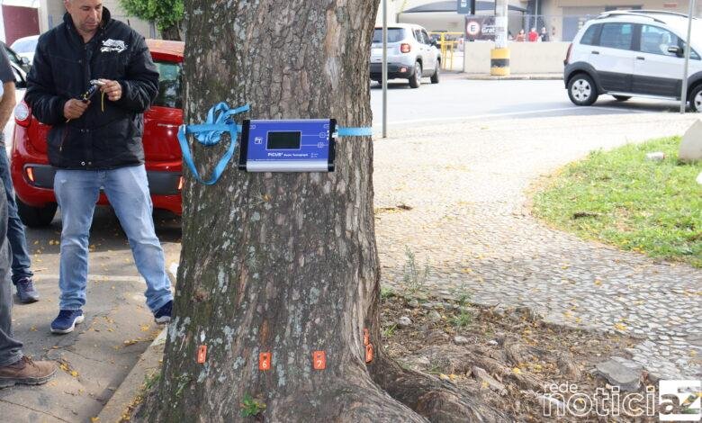 Árvores de Campo limpo Paulista são examinadas
