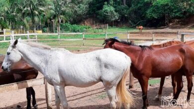 Animais de grande porte