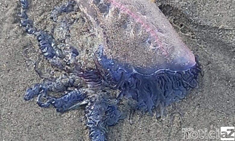 Caravelas-portuguesas dão as caras em praia de São Vicente