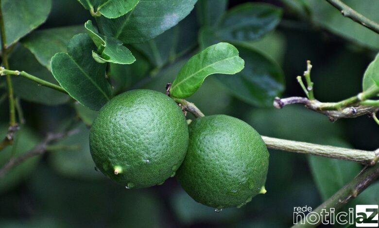Chuvas fortes podem prejudicar a plantação de limão