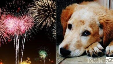 Fogos de artifício: um pânico para cães e gatos