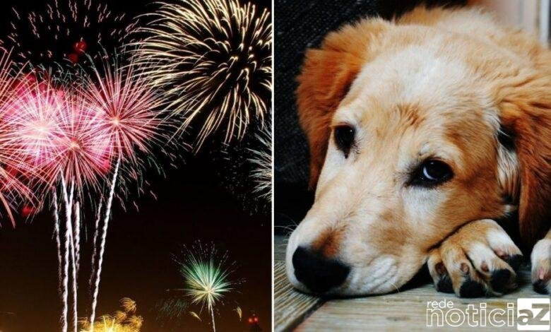 Fogos de artifício: um pânico para cães e gatos