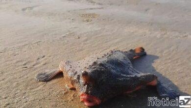 Banhistas de Praia Grande são surpreendidos com peixe-morcego