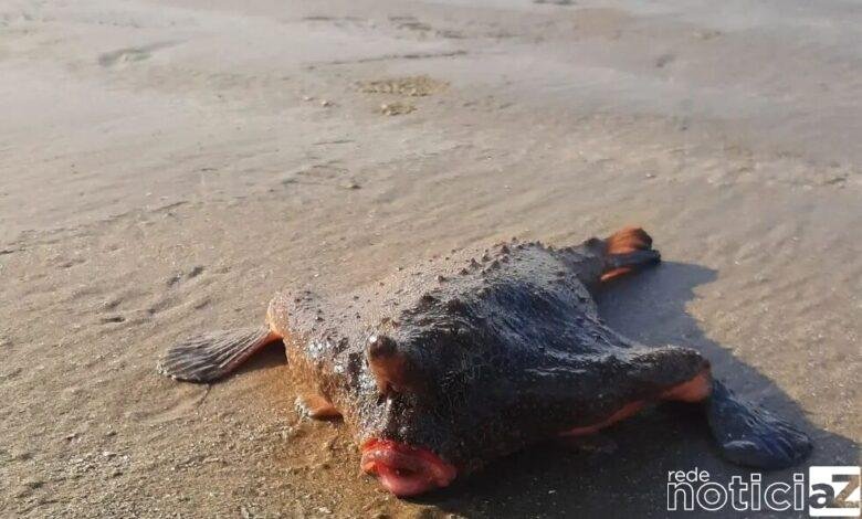 Banhistas de Praia Grande são surpreendidos com peixe-morcego