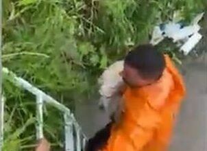 Cachorro é resgatado após cair dentro de córrego em Várzea Paulista