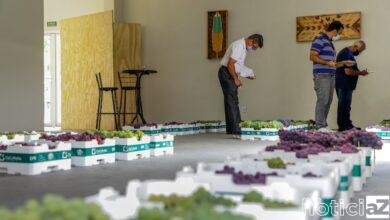 Vencedores da 14ª Expo Uva de Itupeva são conhecidos