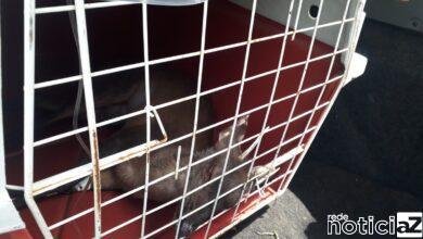 Veado é salvo após ser atropelado em rodovia de Campo Limpo Paulista