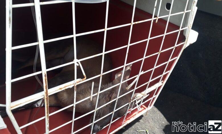 Veado é salvo após ser atropelado em rodovia de Campo Limpo Paulista