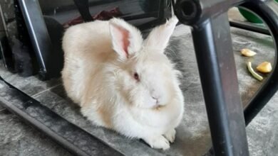 Coelho é resgatado de estacionamento do Poupatempo de Jundiaí