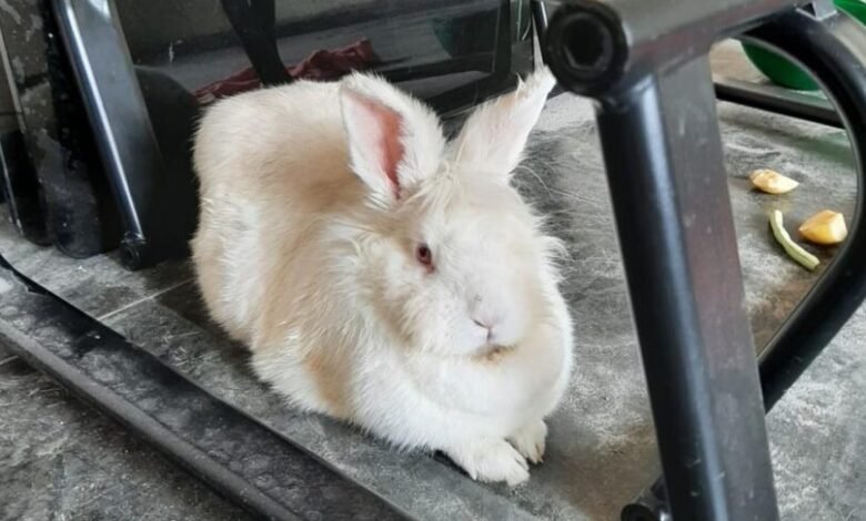 Coelho é resgatado de estacionamento do Poupatempo de Jundiaí