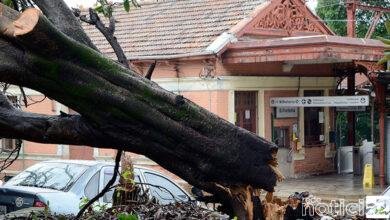 Forte chuva em Várzea Paulista provoca queda de árvore