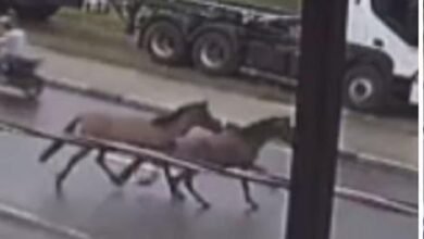 Cavalos atropelam motociclista no Litoral