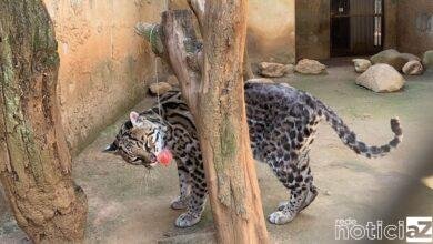 Prefeitura de Jundiaí apresenta área para ser sede da Mata Ciliar