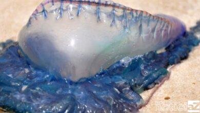 Cerca de 50 pessoas sofrem acidentes com águas-vivas no Litoral Norte