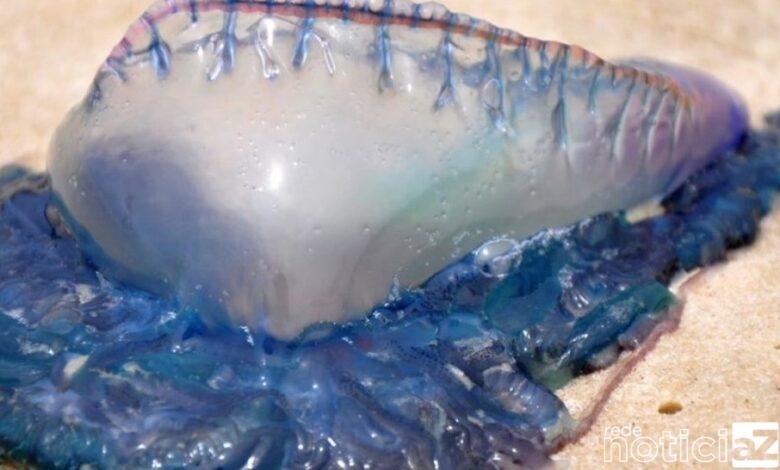 Cerca de 50 pessoas sofrem acidentes com águas-vivas no Litoral Norte