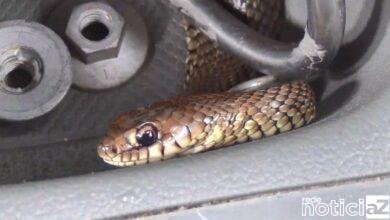 Motorista é surpreendido com cobra dentro do carro em rodovia de São Paulo