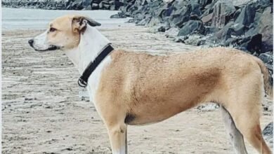 Cadela é achada depois de 45 dias desaparecida de aeroporto de São Paulo