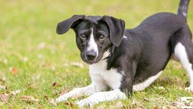 Louveira lança serviço especial para estimular adoção de cães