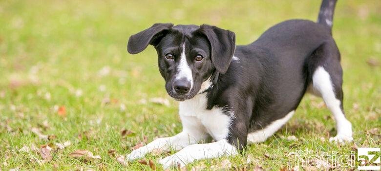 Louveira lança serviço especial para estimular adoção de cães