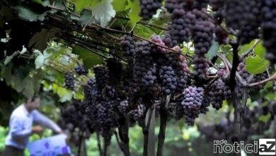 Uvas são vendidas durante vacinação contra a Covid-19 em Jundiaí