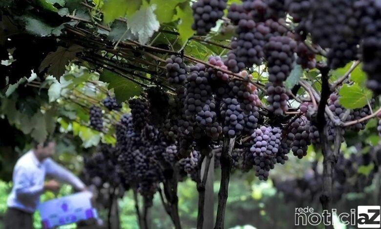 Uvas são vendidas durante vacinação contra a Covid-19 em Jundiaí