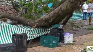 Queda de árvore em Jundiaí