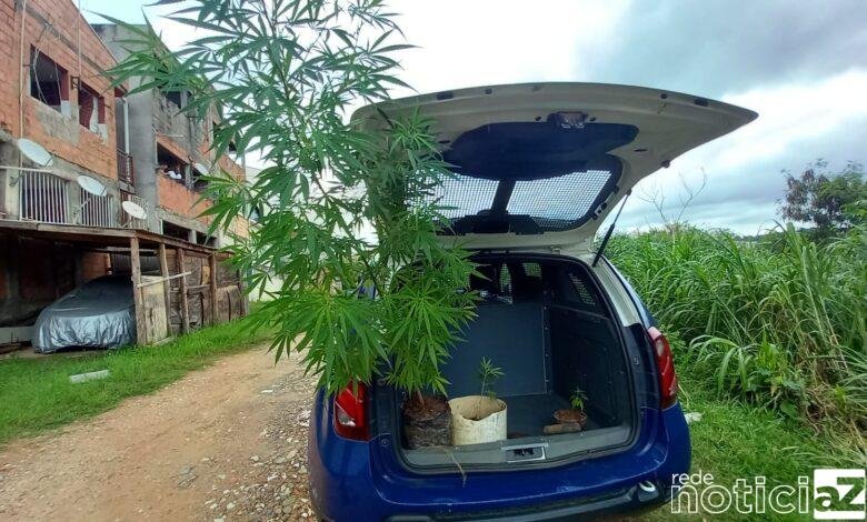 Guarda de Louveira apreende plantação de maconha