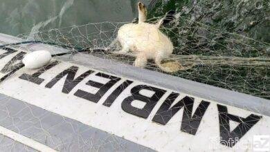 Tartaruga marinha e peixes são salvos por policiais ambientais no Litoral