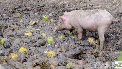 Porcos são resgatados após sofrerem maus-tratos em Várzea Paulista