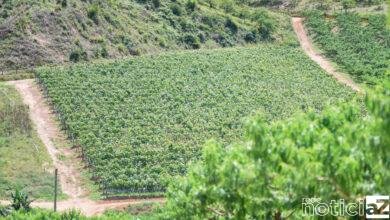 Produtores rurais de Jundiaí