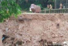 Recinto de hipopótamo do Horto de São Vicente é atingido por deslizamento de terra