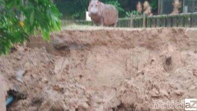 Recinto de hipopótamo do Horto de São Vicente é atingido por deslizamento de terra