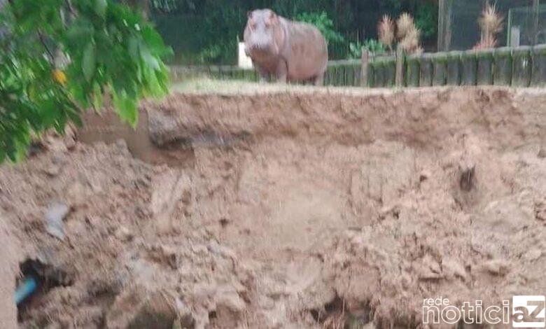 Recinto de hipopótamo do Horto de São Vicente é atingido por deslizamento de terra