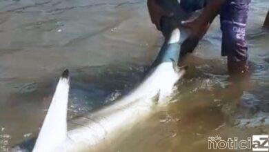 Banhista perde o medo e pega tubarão com as mãos em rio