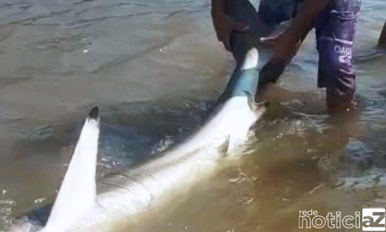 Banhista perde o medo e pega tubarão com as mãos em rio
