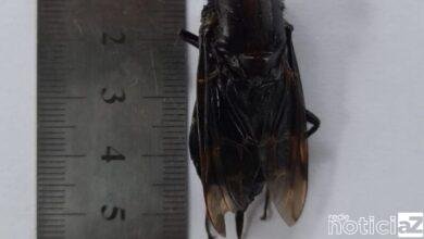 Morador encontra 'super mosca' no litoral e se espanta com tamanho