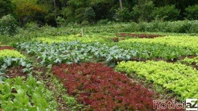 Programa Olericultura Orgânica será apresentado em Louveira