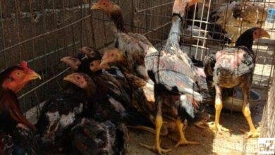 Pai e filho são presos acusados de criar galos para rinhas no Interior de São Paulo