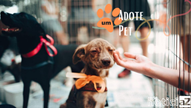Regras para adoção de pet: Conheça