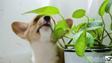 Seu jardim pode ser um perigo para os pets