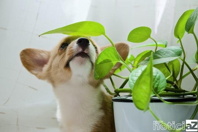 Seu jardim pode ser um perigo para os pets