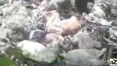 Cães e cabras são decapitados em Mongaguá e gera revolta dos moradores