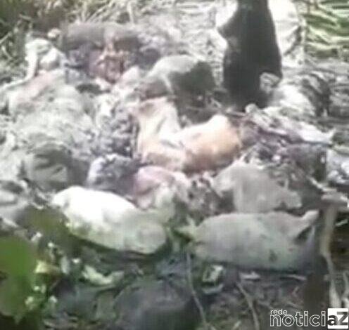 Cães e cabras são decapitados em Mongaguá e gera revolta dos moradores