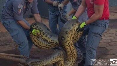 Sucuri com aproximadamente 7 metro.