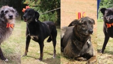 Cães do Canil de Louveira aguardam por um novo lar